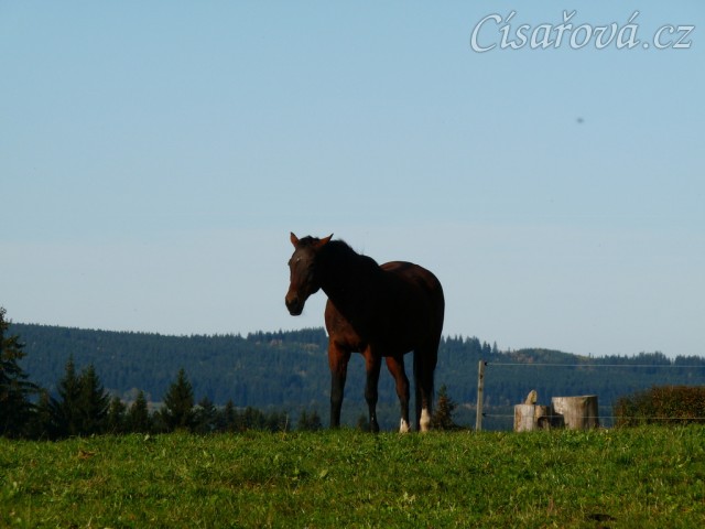Stádo klisen, podzimní pastviny