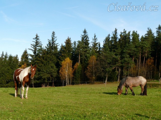 Stádo klisen, podzimní pastviny
