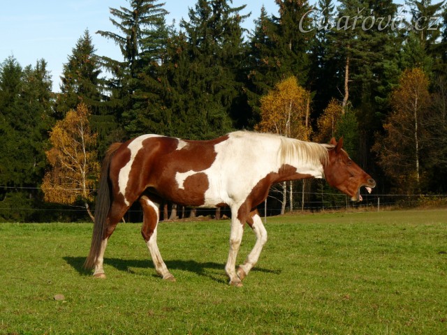 Tady je poránu ale nuda:-)