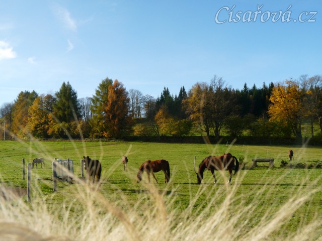 Stádo klisen, podzimní pastviny