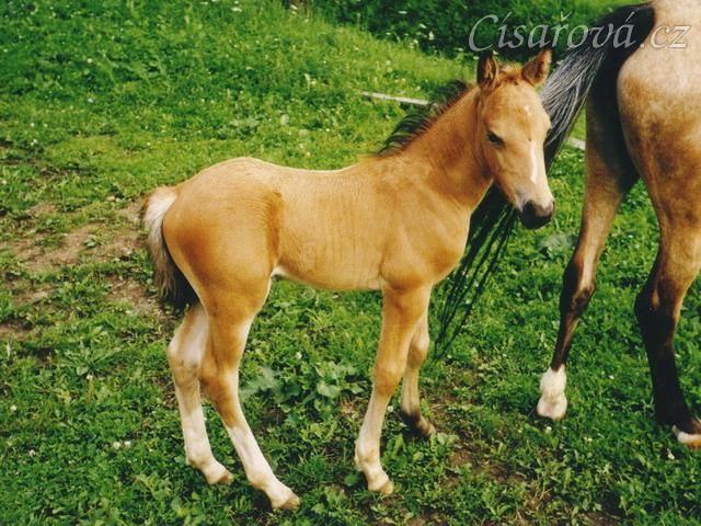 Měsíc starý Galen na pastvě v Loděnicích