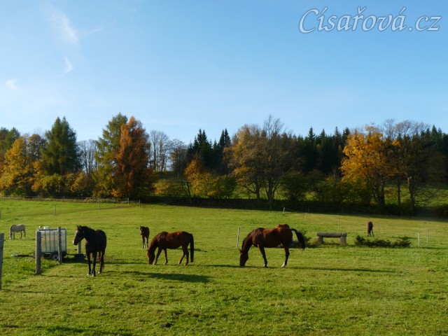 Stádo klisen, podzimní pastviny