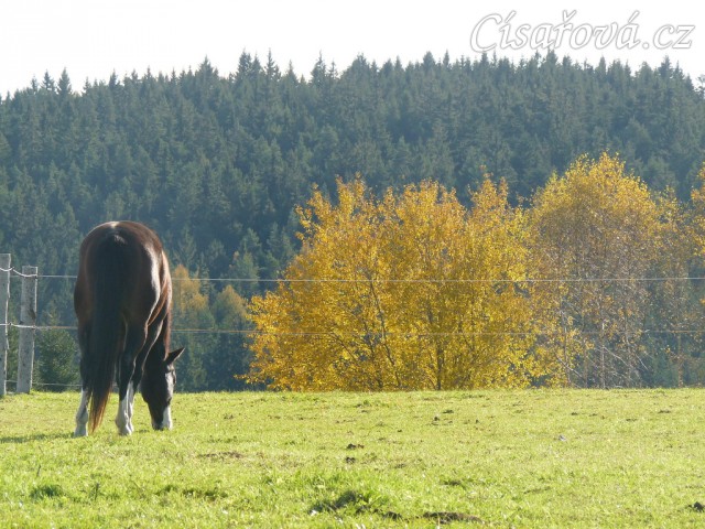 Podzimní pastva