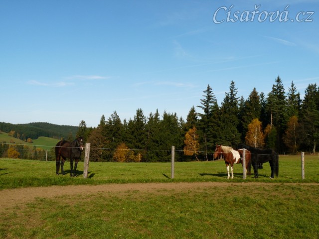 Stádo klisen, podzimní pastviny