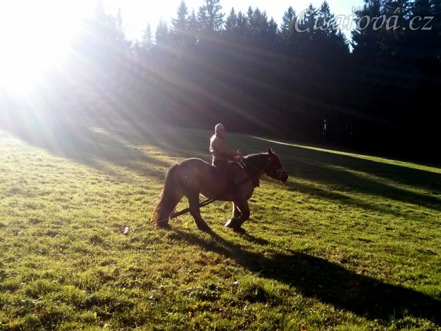 Tříletá Ardenka Fiona jede pracovat do lesa...
