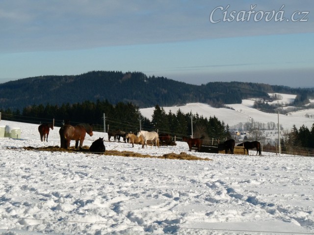 Zimní výběh, sláma a koně u senáže