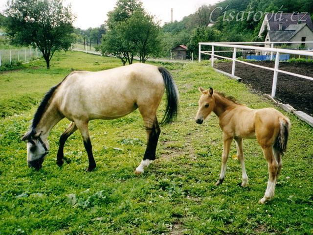 Greisy s Galenem v Loděnicích, Galen byl asi měsíc starý