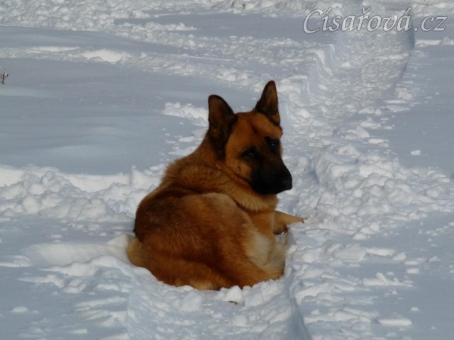 Nejlepší spaní je ve sněhu