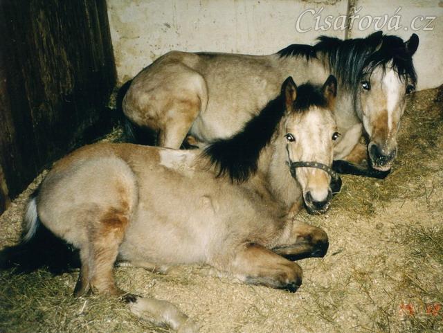 Greisy s Galenem odpočívají ve stáji v Karlštejně, Galen byl asi půl roku starý