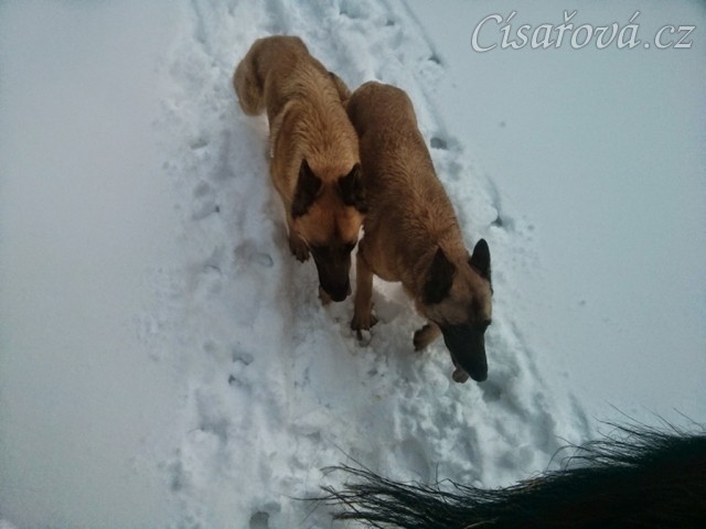 Novoroční vyjížďka, stoupání na Oblík