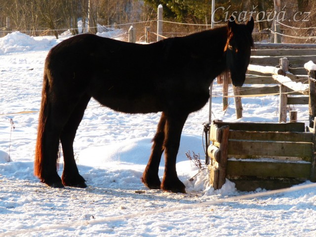Nový přírůstek ve stádě - mladá fríská klisna