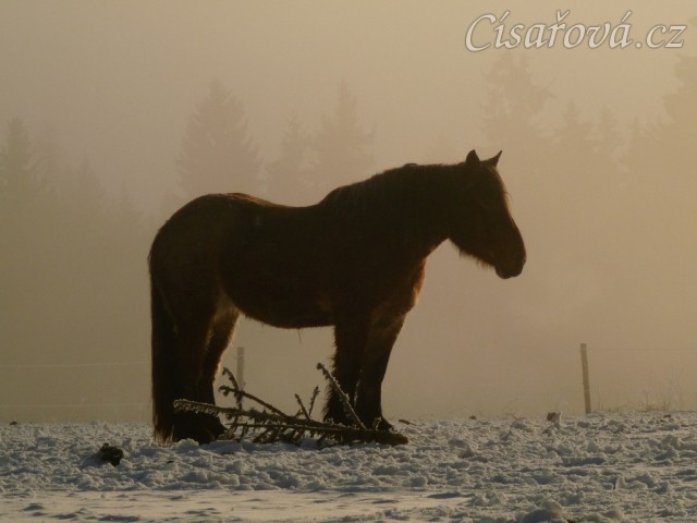 Ráno s mlhou...