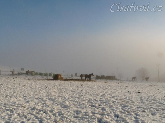 Stáda trochu v mlze, trochu na slunci:-)