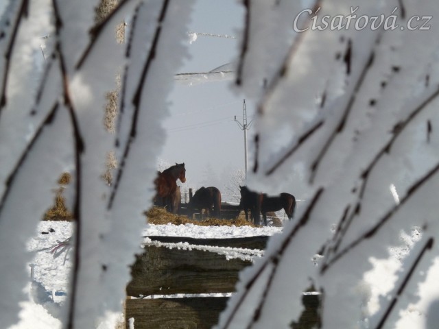 Zimní ráno...