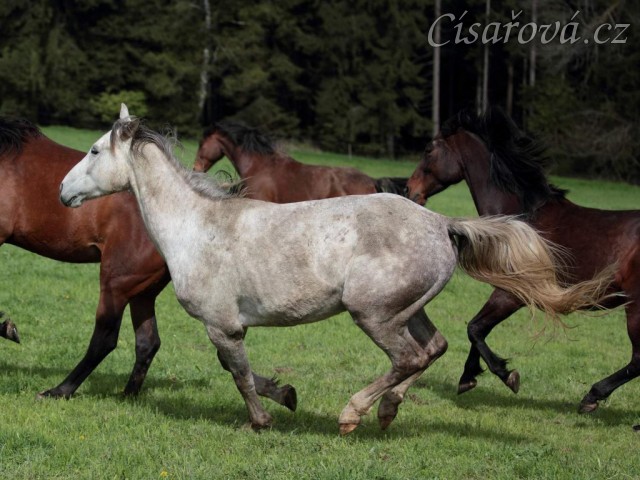 Dukát na jaře 2013