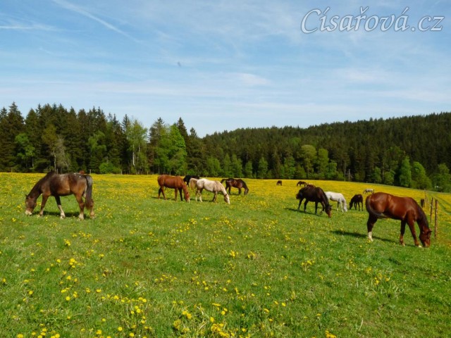 14.5.2015 - Stádo hřebců na pampeliškách:-)