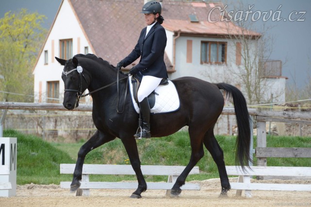 Carthago, 3. místo v drezuře Z v Dubenci 18.4.