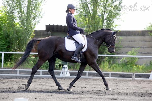 Carthago, 4. místo v drezuře L v Plzni 13.6.