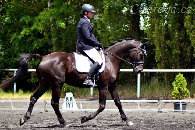 Carthago 2x 2. místo drezura stupně L, Plzeň 11.7.