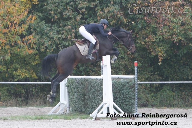 Chesterton 5. místo Pražské skokové derby Gabrielka 10.10.