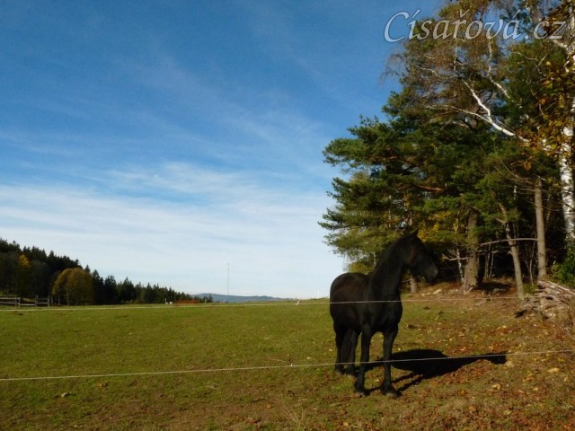 Čtyřletá fríská klisna Klotylda 