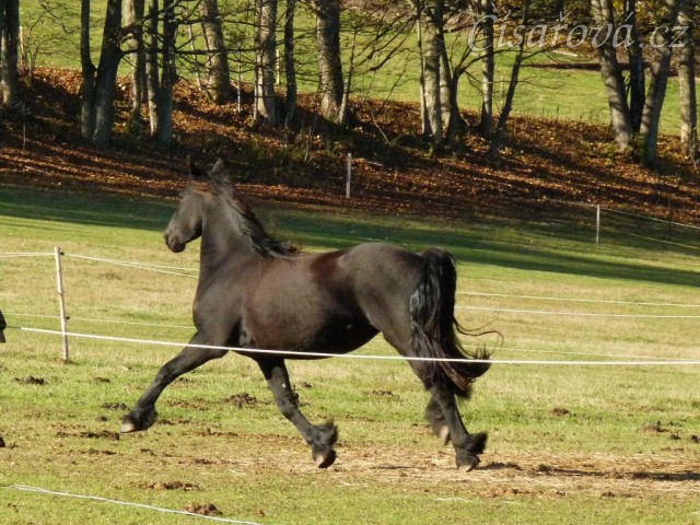 Čtyřletá fríská klisna Klotylda 