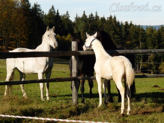 Začleňování nového hříběte do stáda