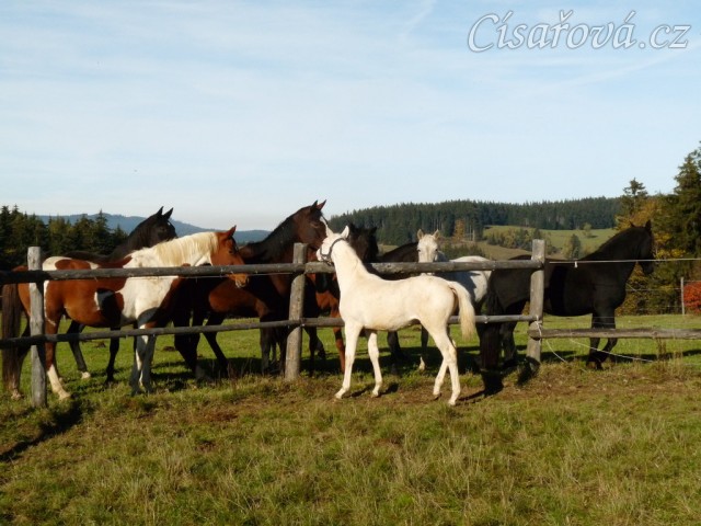Začleňování nového hříběte do stáda