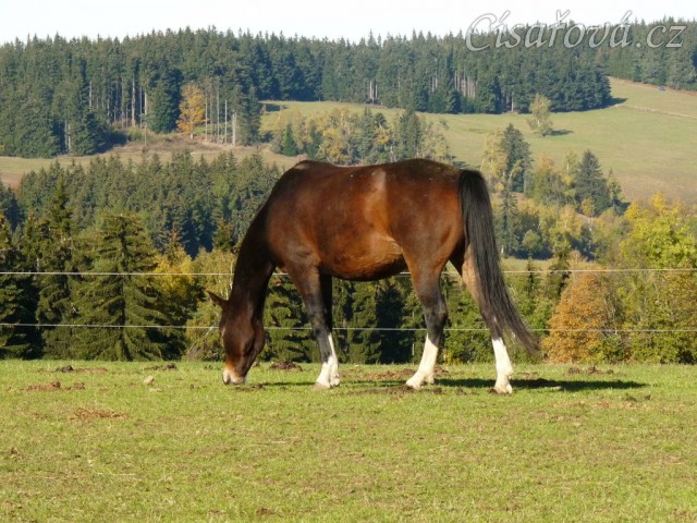 Oldenburská klisna Frýba 