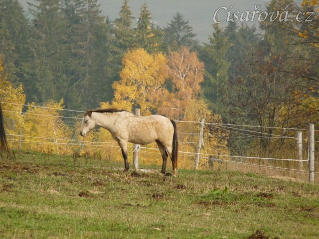 Greisy,  jedna s místních "důchodců", 22 let:-) 