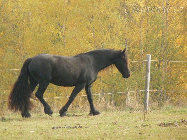 Čtyřletá fríská klisna Klotylda 