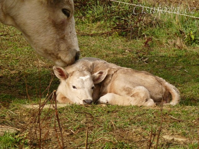 Nás nový přírůstek, jalovička Ruby