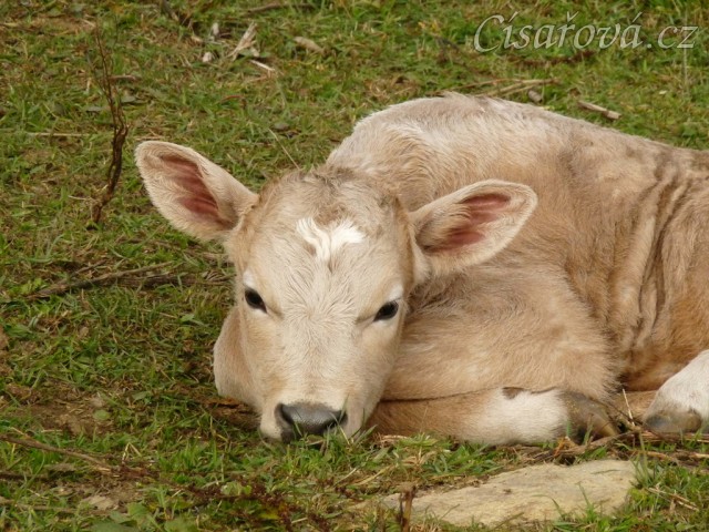 Nás nový přírůstek, jalovička Ruby