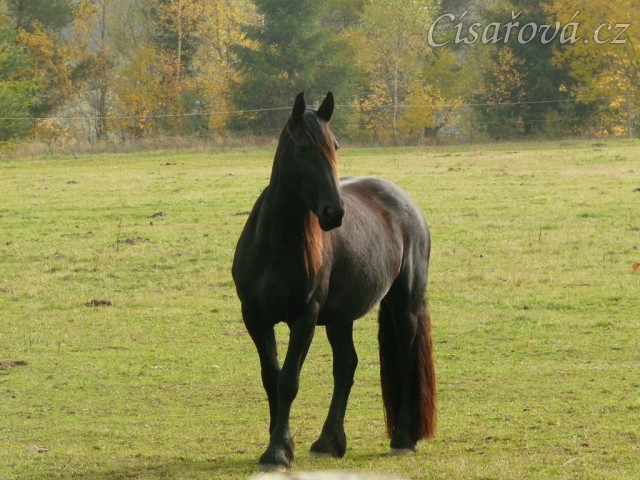 Čtyřletá fríská klisna Klotylda 
