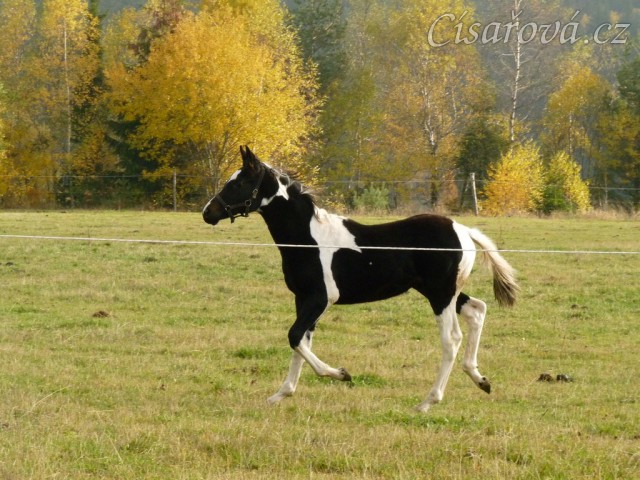 Nový přírůstek do stáda klisen,  půlroční klisnička 