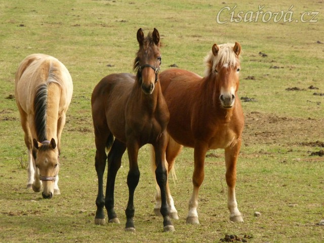 Nově příchozí hřebečci, dva ročci a jeden letošní. 