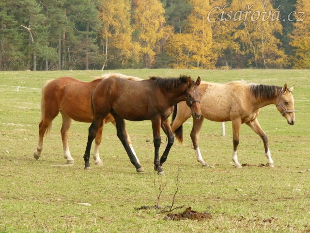 Nově příchozí hřebečci, dva ročci a jeden letošní. 