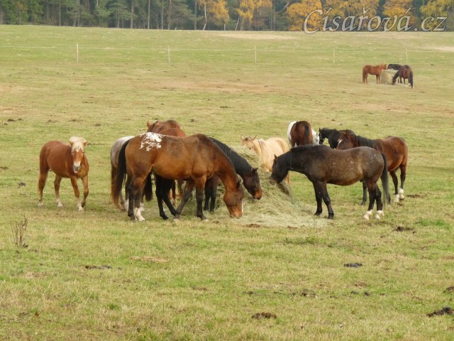 Stádo hřebců u sena