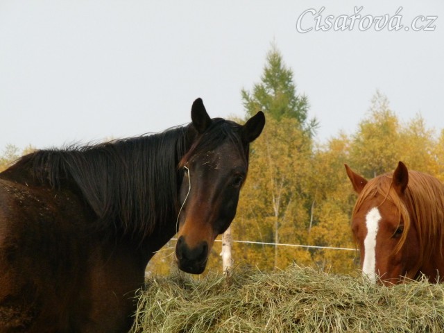Kluci nad balíkem sena