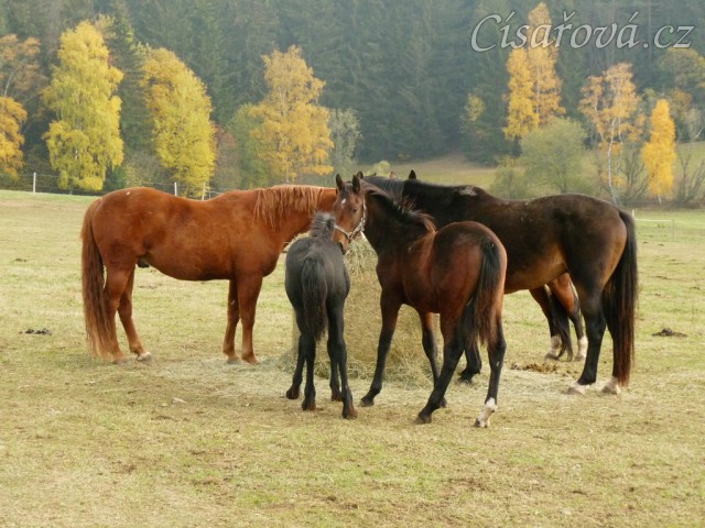 Nově příchozí letošní hřebečci 