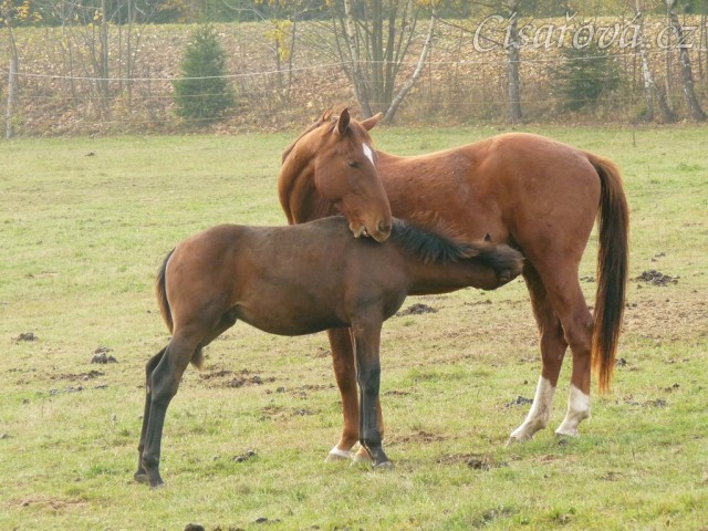 Nově příchozí letošní hřebeček hledá mléko u tříletého hřebce :-) 
