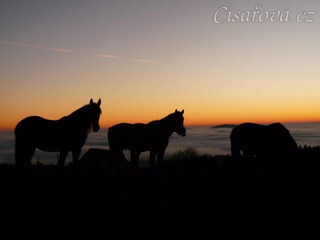 Mlhavá podzimní rána, stádo klisen