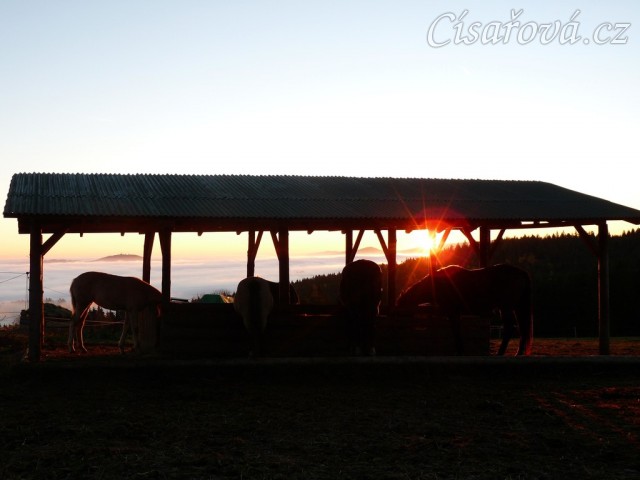 Mlhavá podzimní rána, stádo klisen u seníku 