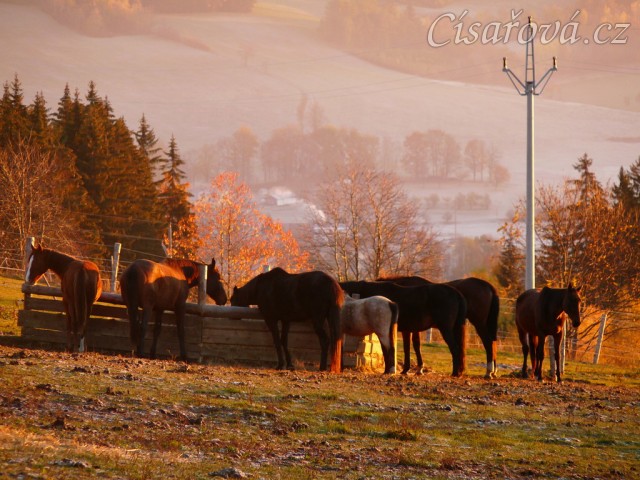 Stádo klisen u sena