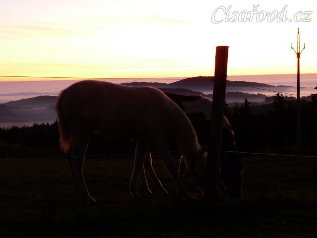 Mlhavá podzimní rána, dvě půlroční klisničky