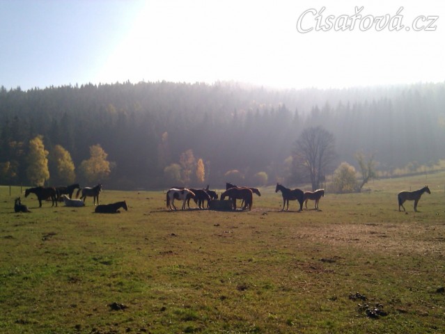 Stádo hřebců má zrovna siestu 
