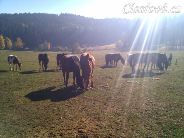 Stádo hřebců a svačinka - chleba s jablky
