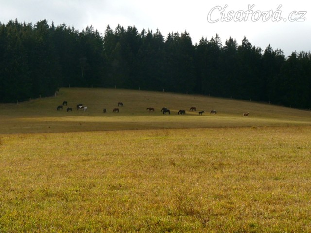 9.11.2015 - k vlastním 22 ha pastvin máme nově v nájmu dalších 13 hektarů,  takže stádo hřebců se bude ještě pást do konce listopadu :-)  