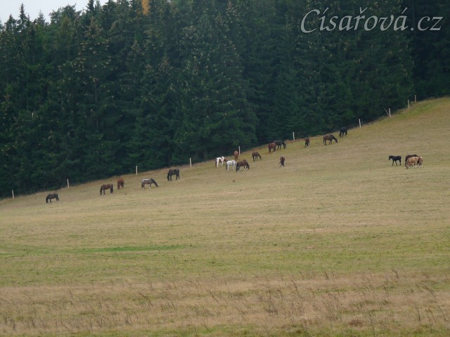 Poslední letošní pastva,  než napadl sníh... 