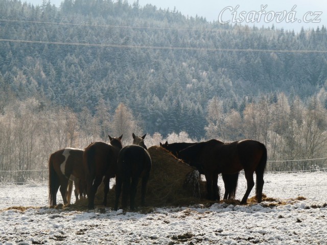 Stádo klisen u sena
